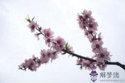 八字做手術：什麼樣八字有桃花