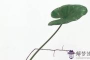 鼠寶寶八字查詢：2020年7月31日生辰八字是什麼