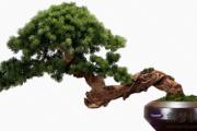 庚子日柱遇2020庚子流年，出現六十年一遇的伏吟