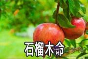 石榴木命的人運勢不好怎麼辦