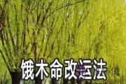 有哪些餓木命改運法 要怎麼做