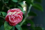 2020年寒露節氣巳時生人五行缺什麼，是什麼命？