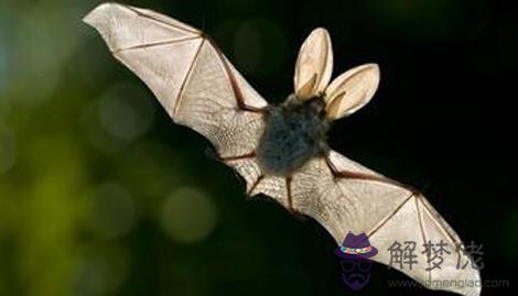家里飛進蝙蝠是有什麼預兆呢