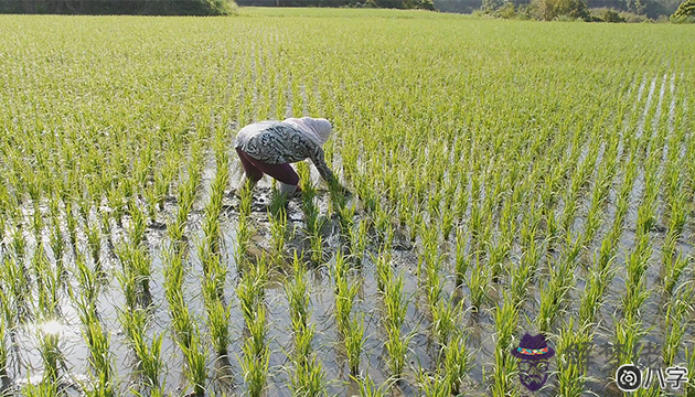 五行八字屬木性格優缺點解析