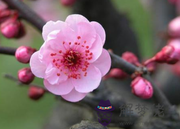 養什麼植物招桃花運