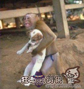 猴跟狗相配嗎：92年男猴和94年女狗是否相配