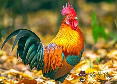 屬雞的和什麼屬相最配最旺財：屬雞和什麼屬相最好