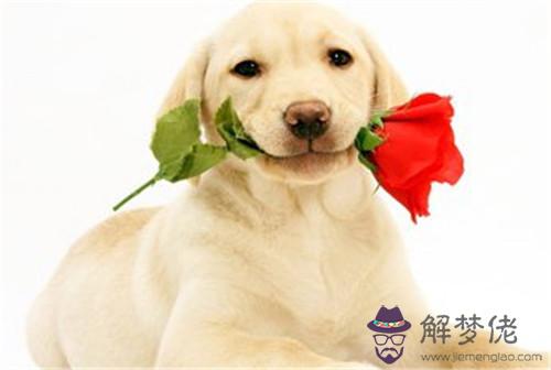 94年屬狗的最佳婚配是什麼：94屬狗的和什麼屬相最配
