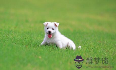 年6月屬狗是什麼命：年陰歷六月五行屬相是什麼?