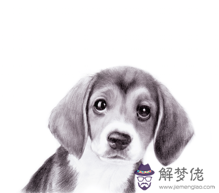 狗和龍在一起財運好嗎：屬龍和屬狗的人財運相沖嗎？