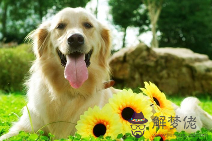 94年屬狗是什麼命缺什麼：94年屬狗的是什麼命