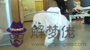女牛男狗能成為夫妻嗎：請問男屬狗女屬牛婚姻能配嗎？