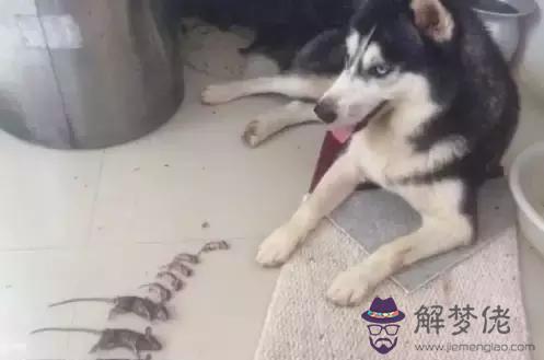狗和鼠工作上能合作麼：生肖狗和生肖鼠和伙做生意好嗎