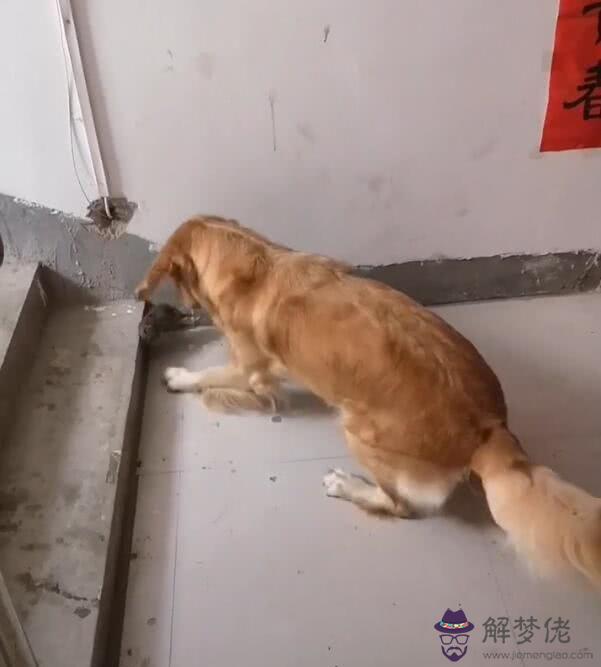 狗和鼠工作上能合作麼：屬鼠的和屬狗的合適做生意嗎？