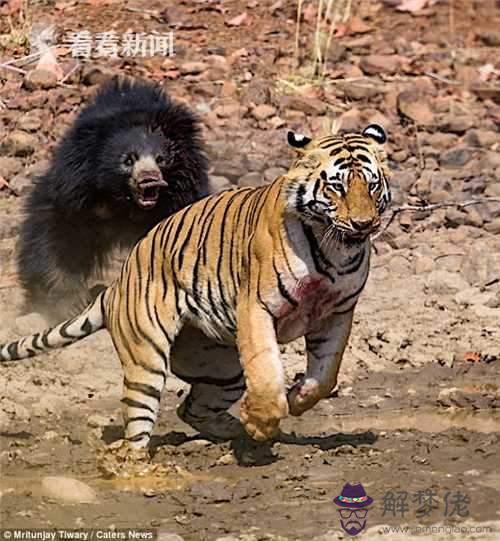 虎與狗的婚姻是否相配：狗和老虎相配嗎