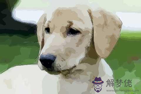 屬狗與屬鼠的在事業上合作好不好：屬狗會對屬鼠的帶來好運嗎
