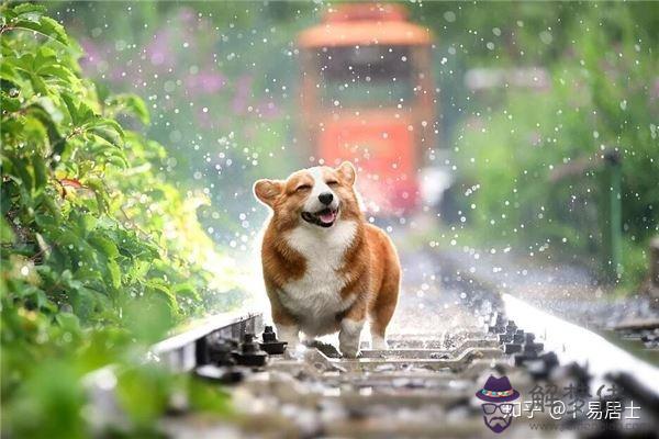 屬狗年運勢及運程：屬狗的人年運勢及每月運程怎麼樣化解？
