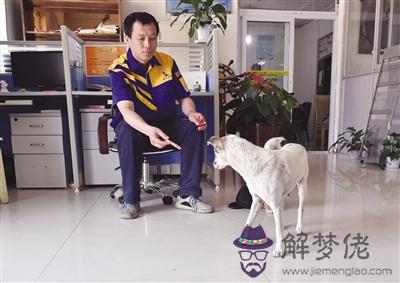 屬狗與屬雞的婚姻合嗎：屬狗的和屬雞的結婚好嗎