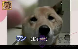 狗和鼠合不合生意伙伴：屬鼠和屬狗能合開公司嗎