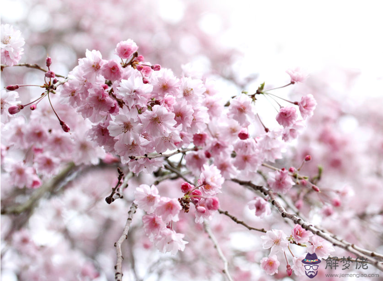 7天快速招到正緣桃花：怎麼才能避免爛桃花，招來正緣呢？