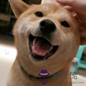 年屬狗女的命運如何：年屬狗女人的命運