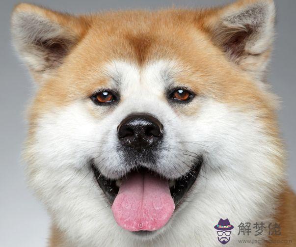 94年屬狗的最佳配偶：94年屬狗的水瓶座跟屬什麼的很般配