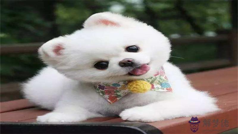 年屬狗的姻緣在哪一年：屬狗的一生婚姻