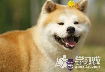 屬狗和屬雞的結婚命運如何：屬雞的和屬狗的結婚命運如何