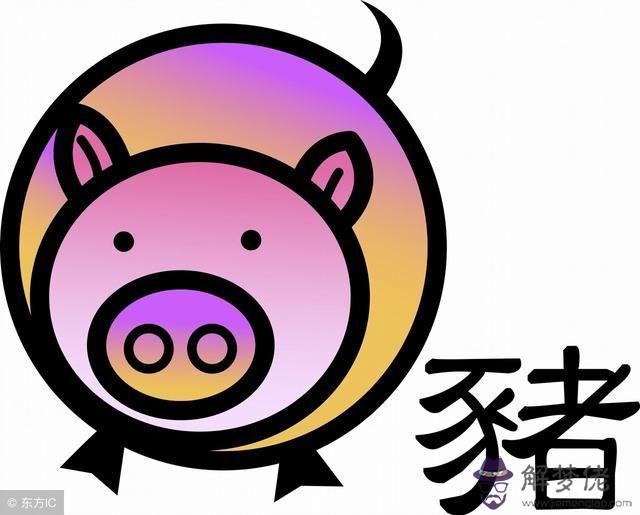 屬相豬2019年運勢大全：2019年生肖屬豬人全年運勢