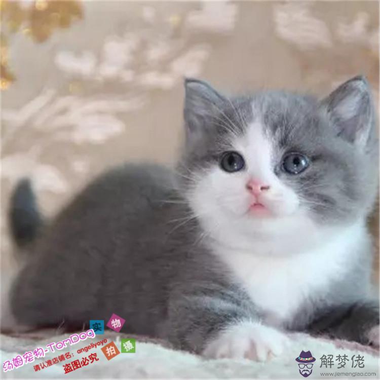黑白八字臉英短貓