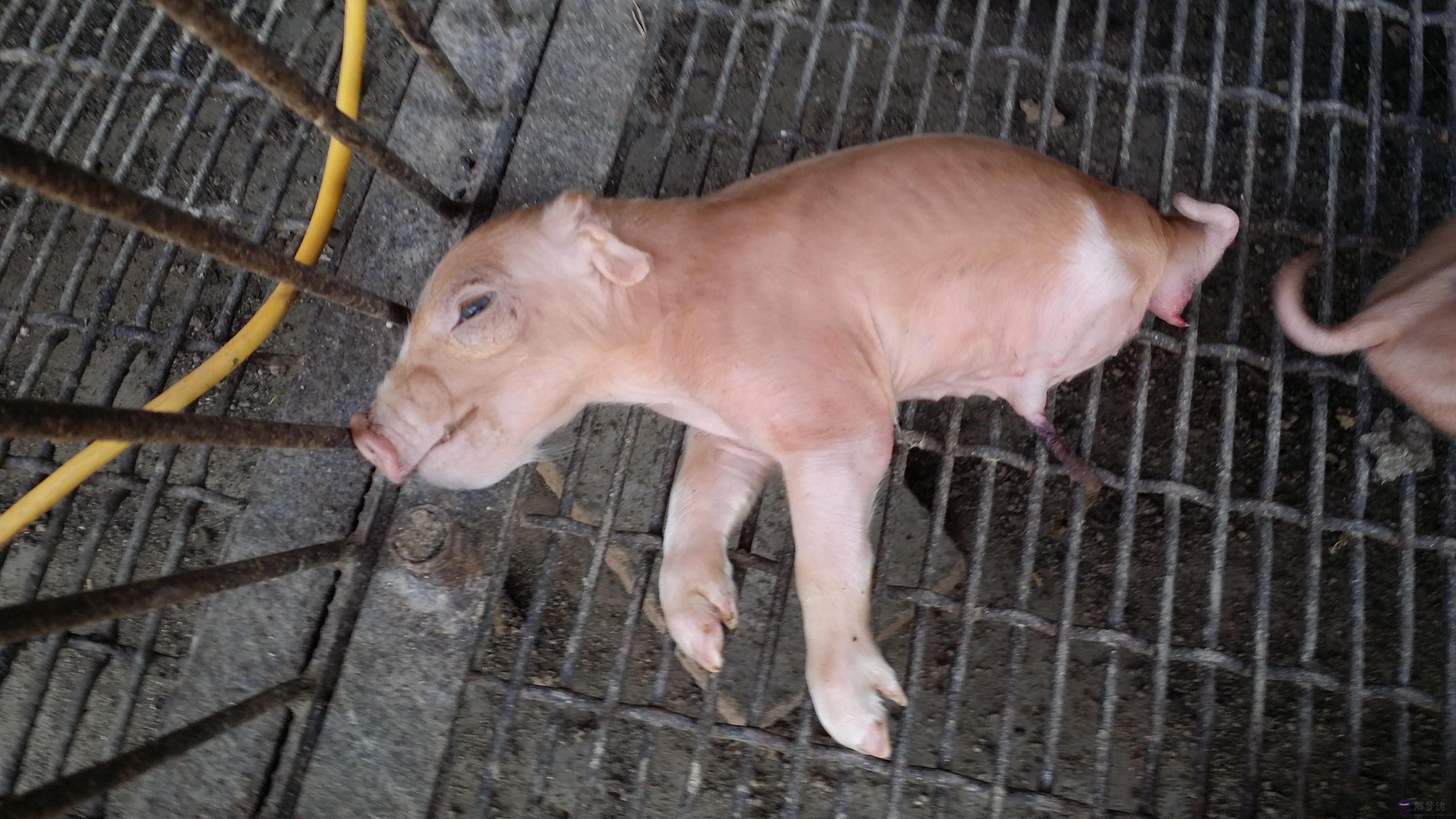 小豬八字腿什麼原因：霉菌危害是什麼？