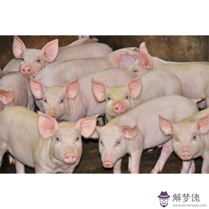 仔豬八字腿原因：請教，仔豬后肢癱瘓。