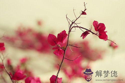 八字如何查桃花：八字中怎麼查桃花