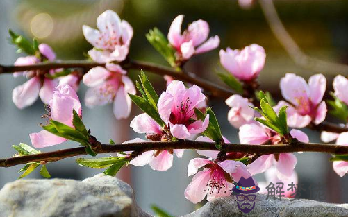 八字帶桃花的危害