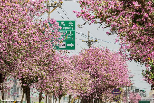 八字生在花樹尾：什麼時辰出生最好