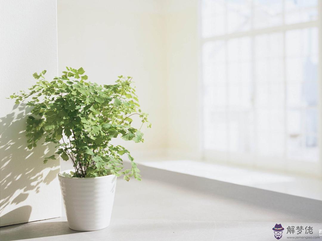 五行屬火的植物：五行與寶石佩戴關系？