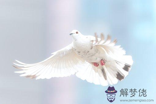 鴿子五行屬什麼：孟子鴿名字測試打分