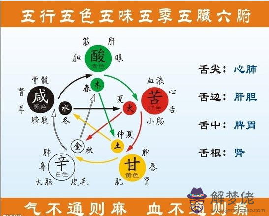 五臟六腑對應的五行圖：五臟六腑分布圖？