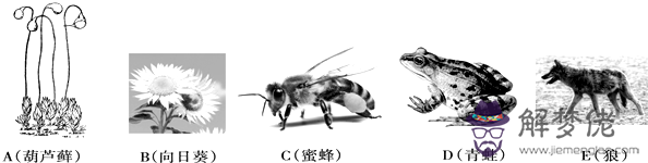 五行拳學五種動物：太乙五行拳介紹