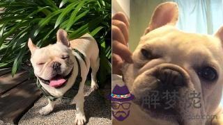 馬跟雞婚姻相配嗎：馬和雞馬和雞相配婚姻如何