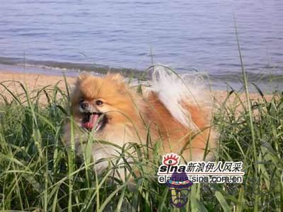 屬雞和屬狗的適合做夫妻嗎：屬雞和屬狗。適合做夫妻嗎？