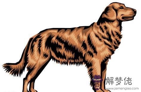 屬狗的孩子避開幾月份：十二生肖的禁忌月