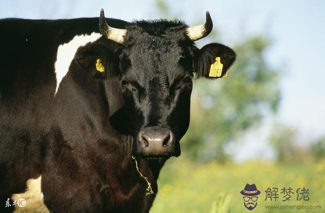 1973年屬牛45歲的命運：1973年屬牛是什麼命運