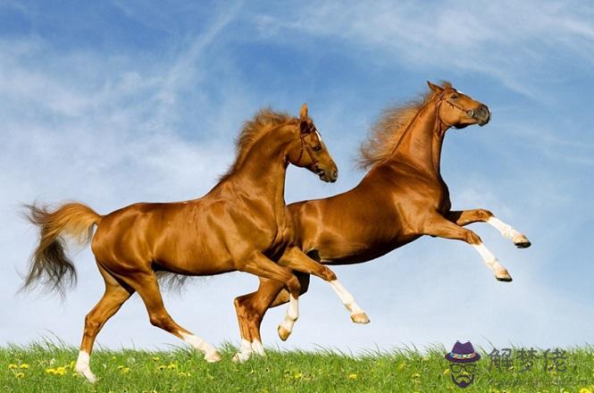 屬馬的今年運勢：78年屬馬的今年運勢怎麼樣？