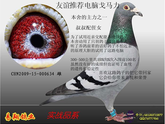 賽鴿種鴿配對圖片：賽鴿可不可以同窩配對做種鴿？