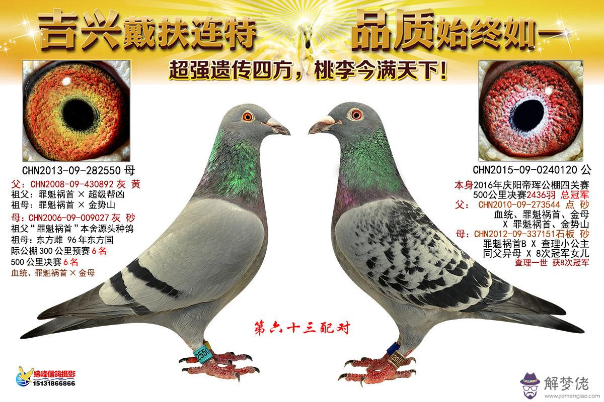 賽鴿配對前整理：賽鴿怎樣配對