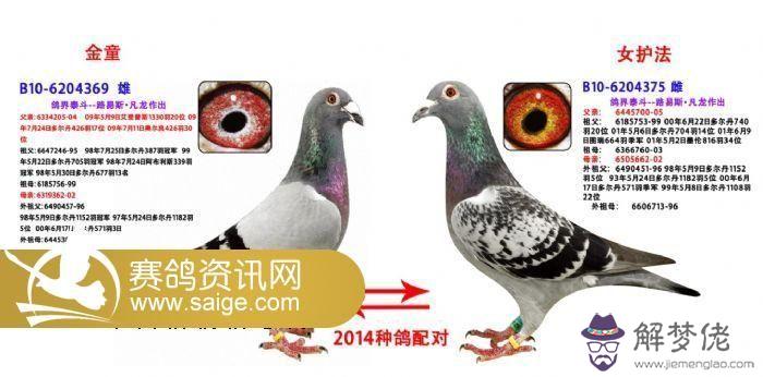 信鴿種鴿挑選與配對：怎樣挑選信鴿