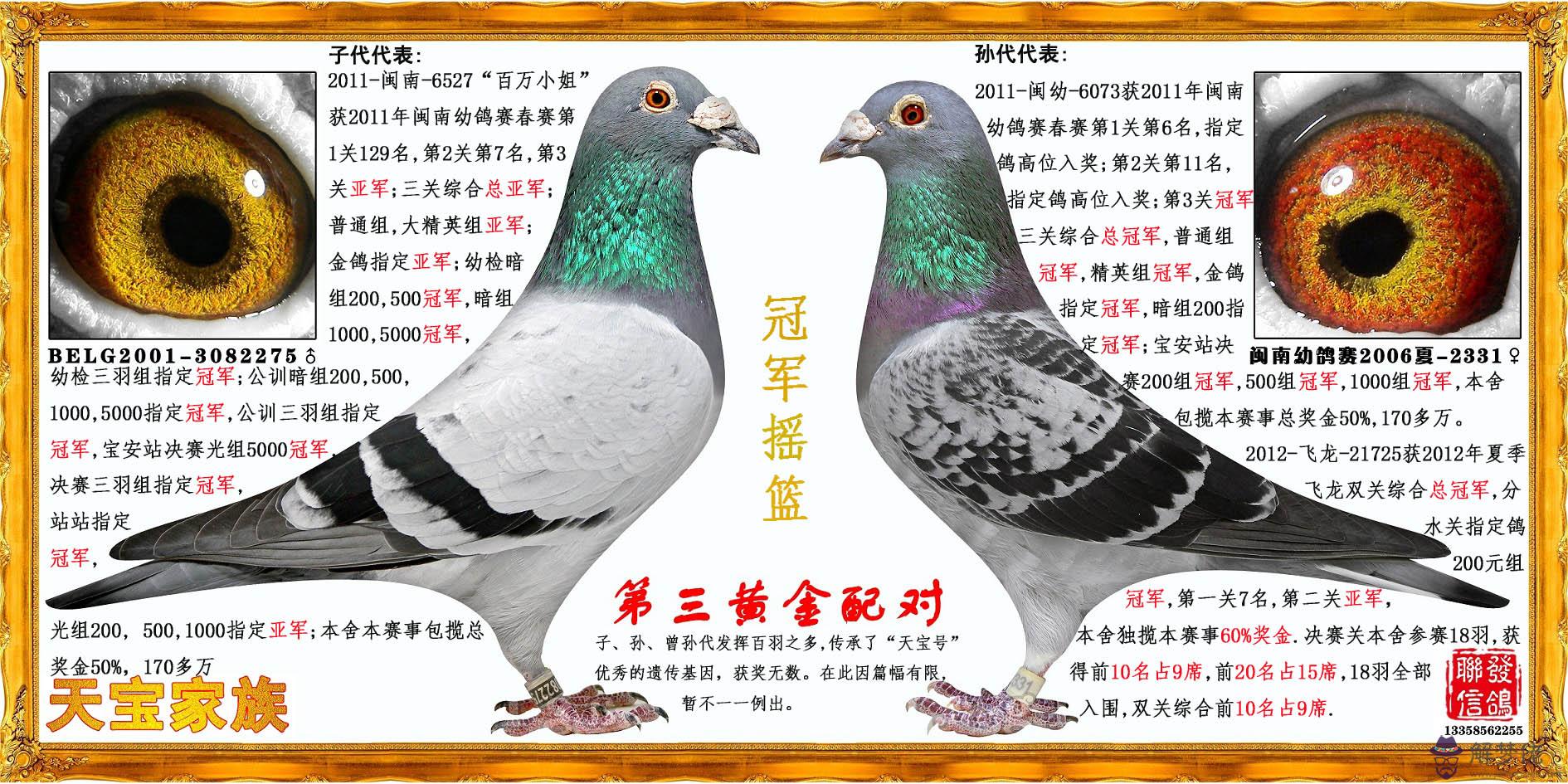請問一下這種魚鱗灰的鴿子是不是很難配成啊？我家里有對正常羽色的種鴿就配成了好幾只這種顏色的鴿子