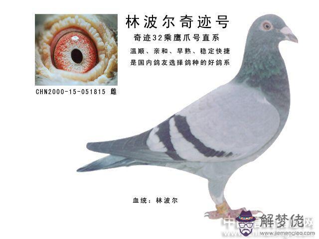 林波爾種賽鴿配對秘訣：哪種血型相配容易導致孩子溶血癥