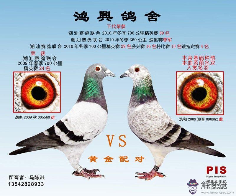 紫羅蘭鴿眼怎麼配對